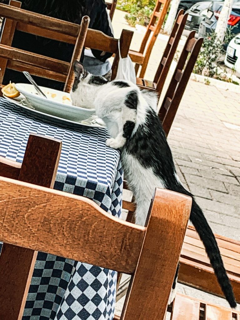 a cat enjoying a delicious meal