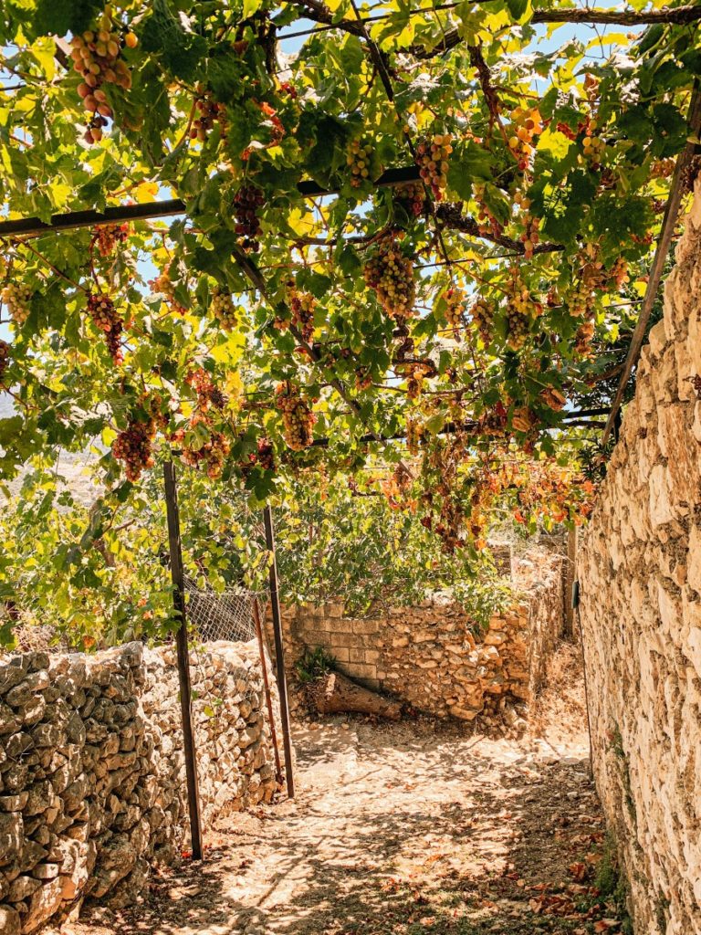 grapes at the himara castle